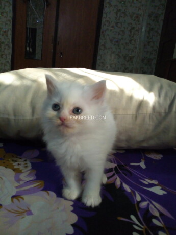 beautifull-persian-kittens-big-0