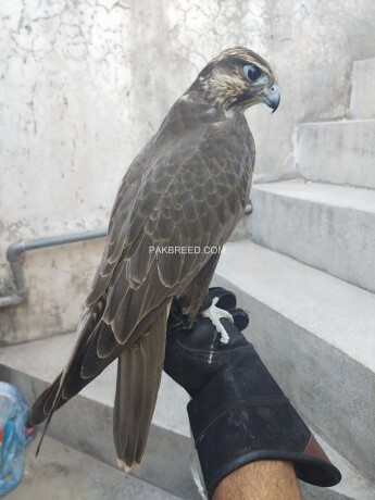 lager-falcon-male-and-female-available-big-1