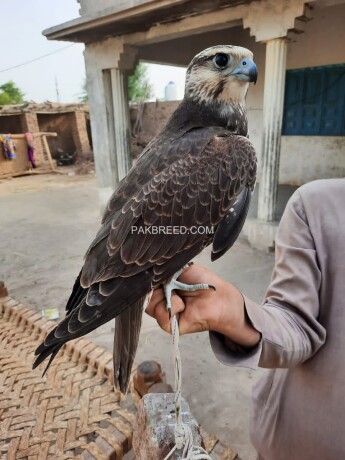 lager-falcon-male-and-female-available-big-0