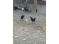 australorp-chicks-90-days-old-550-f1-breed-f-kashmir-small-4