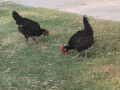 australorp-chicks-90-days-old-550-f1-breed-f-kashmir-small-0