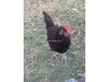 australorp-chicks-90-days-old-550-f1-breed-f-kashmir-small-3