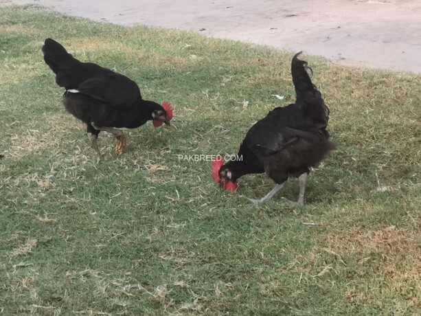 australorp-chicks-90-days-old-550-f1-breed-f-kashmir-big-0