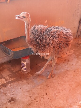 ostrich-male-3-to-4-months-old-big-0