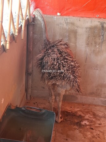 ostrich-male-3-to-4-months-old-big-2