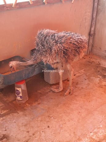 ostrich-male-3-to-4-months-old-big-3