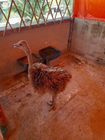 ostrich-male-3-to-4-months-old-big-4