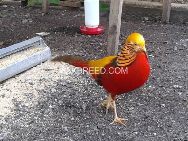 red-golden-pheasant-puthey-pair-big-0
