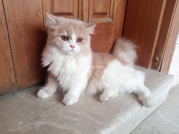 persian-kitten-for-sale-big-3