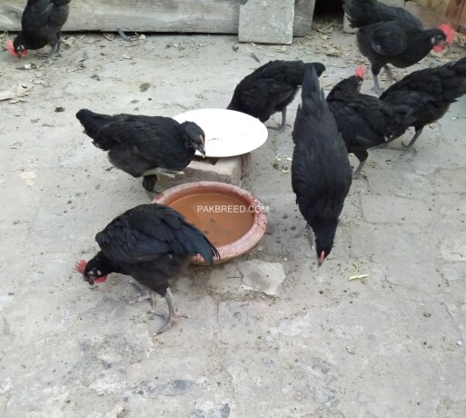 3-male-australorp-chickens-for-sale-big-4
