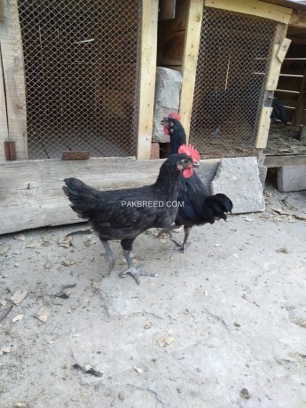 3-male-australorp-chickens-for-sale-big-2