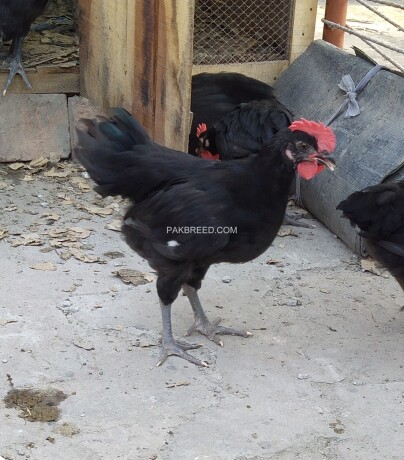 3-male-australorp-chickens-for-sale-big-1