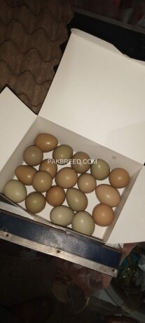 pheasant-eggs-big-1