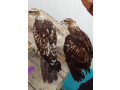 pair-of-raw-eagles-small-0