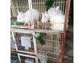 fancy-rabbits-available-small-1