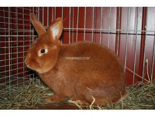 Fancy Rabbits available