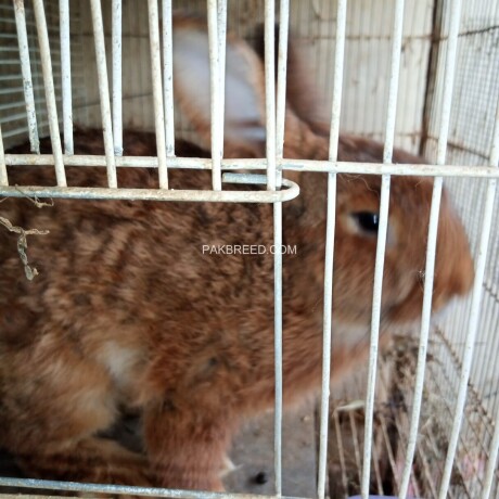 fancy-rabbits-available-big-2