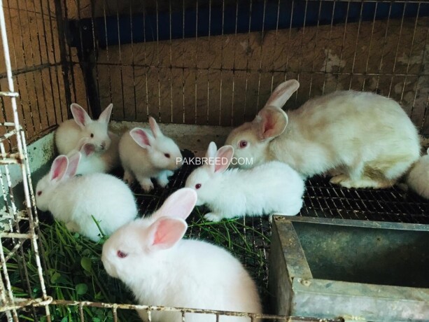 fancy-rabbits-available-big-3