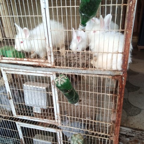 fancy-rabbits-available-big-1