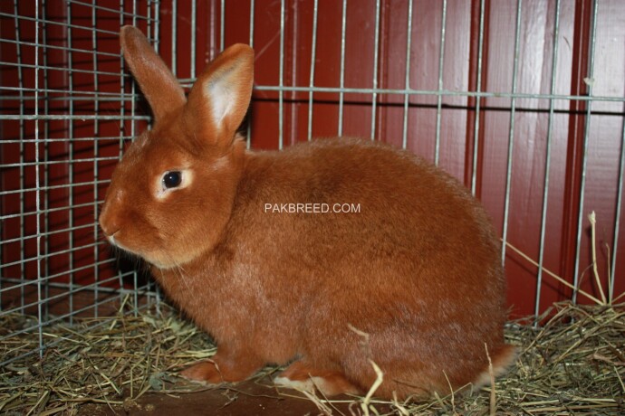 fancy-rabbits-available-big-0
