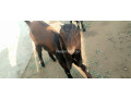 urgent-goats-for-sale-small-2