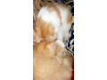 semi-persian-kittens-small-2