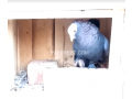 black-mukhi-pigeons-for-sale-small-2