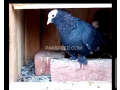 black-mukhi-pigeons-for-sale-small-1