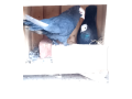 black-mukhi-pigeons-for-sale-small-3