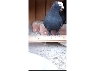 Black mukhi pigeons for sale