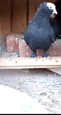 black-mukhi-pigeons-for-sale-big-0