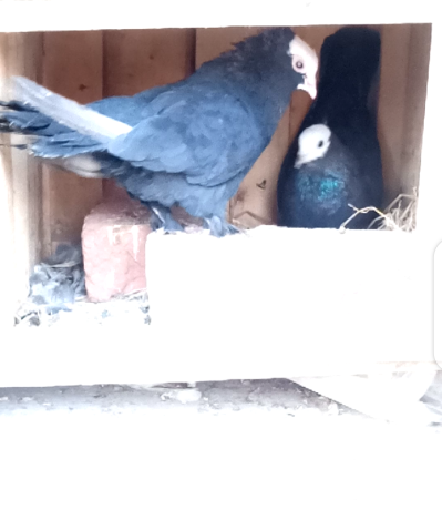 black-mukhi-pigeons-for-sale-big-3