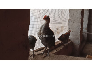 DESI CHICKS - HENS for sale , RS: 200/ Piece. 0334-4440950
