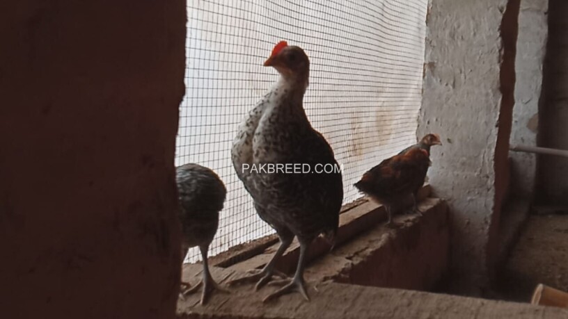 desi-chicks-hens-for-sale-rs-200-piece-0334-4440950-big-0
