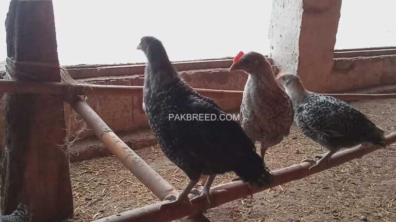 desi-chicks-hens-for-sale-rs-200-piece-0334-4440950-big-3