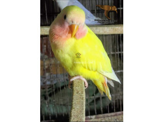 LOTINO LUTINO PURE RED EYES VERY HEALTHY AND ACTIVE BIRDS GIGANTIC SIZE NEAT CLEAN AND HEALTHY BIRDS