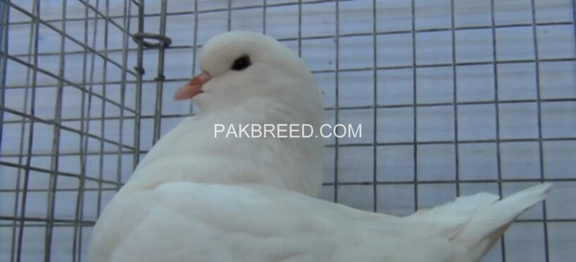 beautiful-pair-of-white-king-pigeons-for-sale-in-lahore-big-2