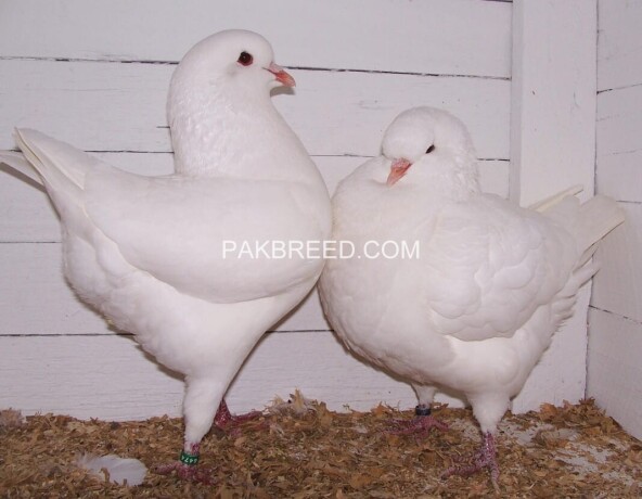 beautiful-pair-of-white-king-pigeons-for-sale-in-lahore-big-0