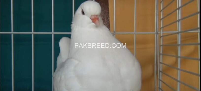 beautiful-pair-of-white-king-pigeons-for-sale-in-lahore-big-1