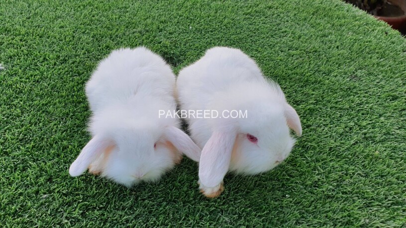 holland-lop-bunnies-big-3