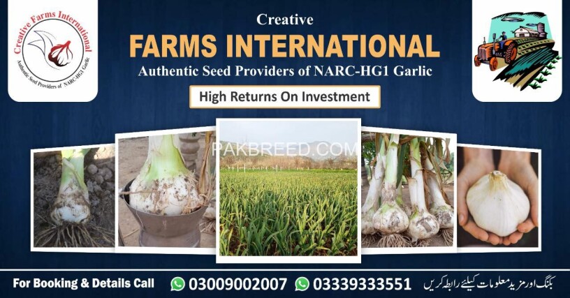 g1-garlic-hg1-garlic-lehson-buy-and-sell-big-0