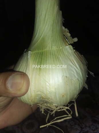 garlic-hg1-garlic-pakistan-lehson-g1-lahson-narc-for-sale-and-buy-big-1