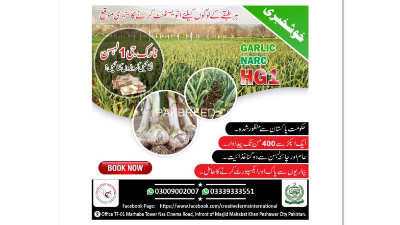 garlic-hg1-garlic-pakistan-lehson-g1-lahson-narc-for-sale-and-buy-big-0