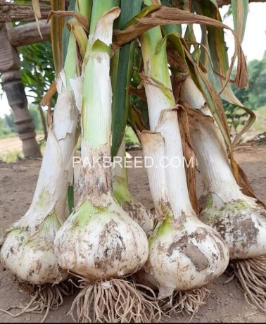 garlic-hg1-garlic-pakistan-lehson-g1-lahson-narc-for-sale-and-buy-big-2