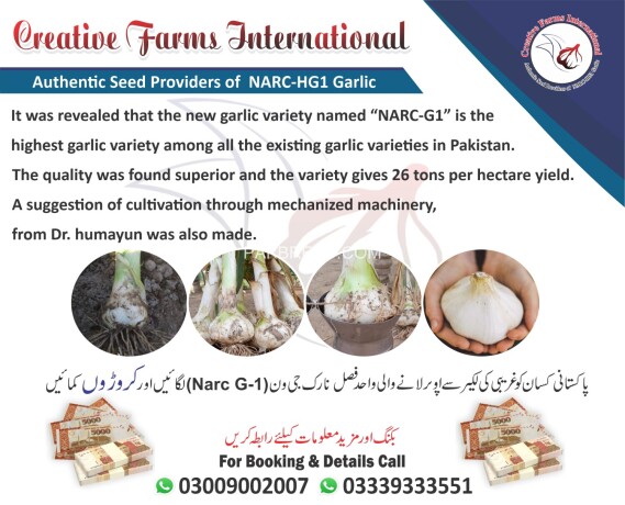 garlic-hg1-garlic-pakistan-lehson-g1-lahson-narc-for-sale-and-buy-price-big-0