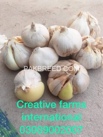 garlic-hg1-garlic-pakistan-lehson-g1-lahson-narc-for-sale-and-buy-price-big-1