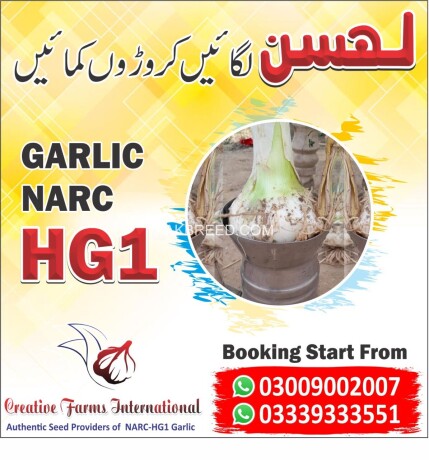 hg1-garlic-g1-garlic-pakistan-lehson-g1-lahson-narc-for-sell-and-buy-big-0