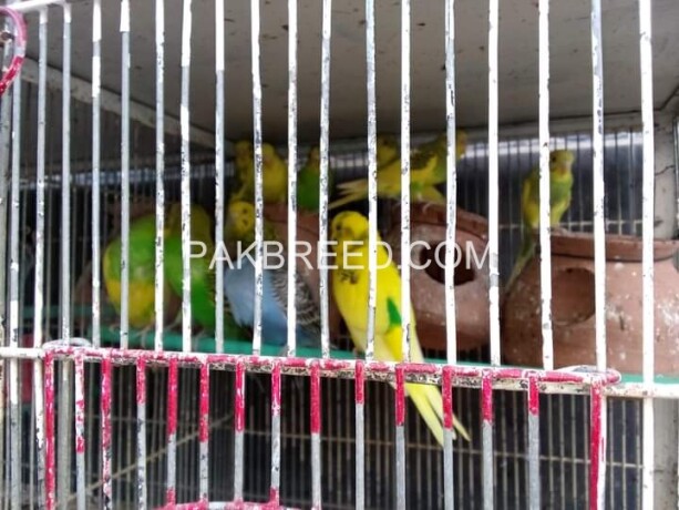australian-parrots-for-sale-450-per-pair-big-3