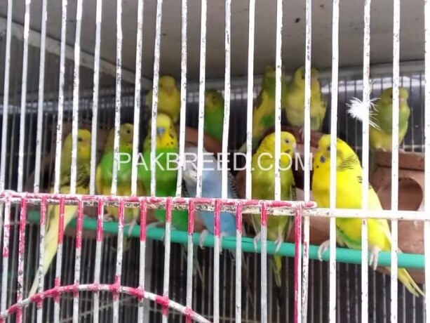 australian-parrots-for-sale-450-per-pair-big-4