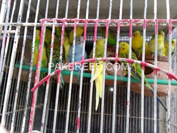 australian-parrots-for-sale-450-per-pair-big-1